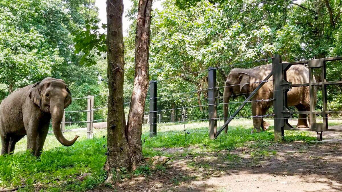 Happy the Elephant Is Denied Personhood, to Stay at Bronx Zoo