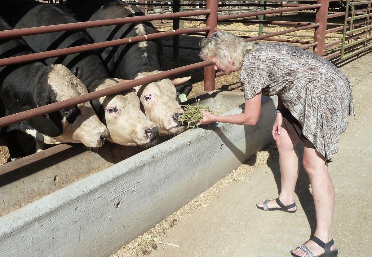Animal geneticist Alison Van Eenennaam feeds two hornless offspring of a gene-modified bull and a horned control cow, at the university's farm in Davis, California, on Sept. 4, 2019. (Juliette Michel/AFP via Getty Images)