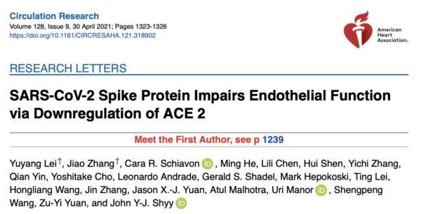 The first study to show that the spike protein damages the endothelial lining of blood vessel walls.