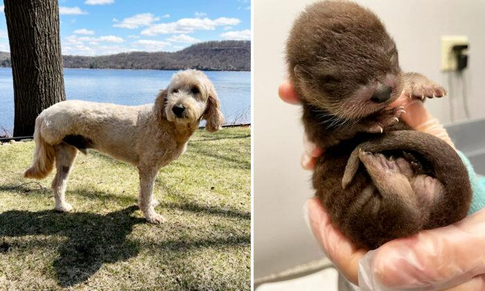 Heroic 3-Legged Dog Battling Cancer Rescues Orphaned Otter Pup From River