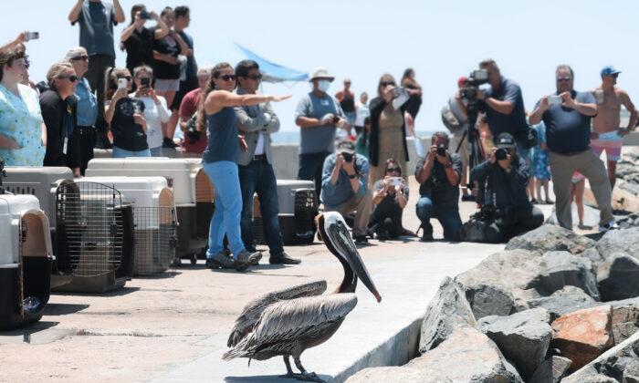 Brown Pelicans Released After Mass-Stranding Event in Southern California