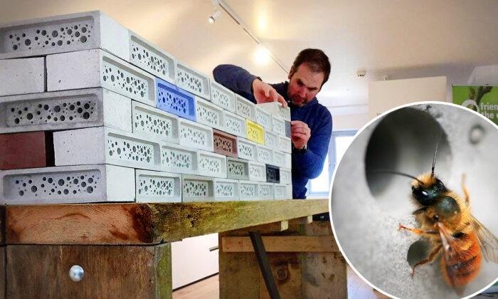 Could Bee-Friendly Bricks Save Bees? Inventor Makes Homes for Bumblebees From Bricks With Holes in Them