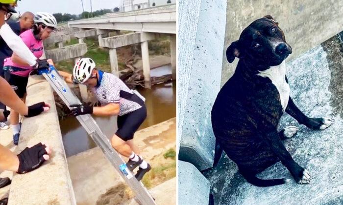 Scared, Stranded Dog Alone on Bridge Support Beam Rescued by a Group of 7 Cyclists