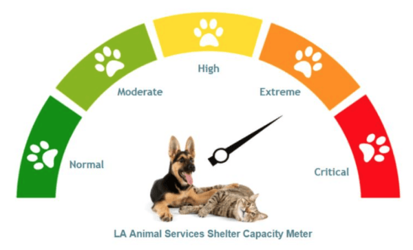 Los Angeles Animal Services' shelters are at extremely low capacities in June 2022. (Courtesy of Los Angeles Animal Services)