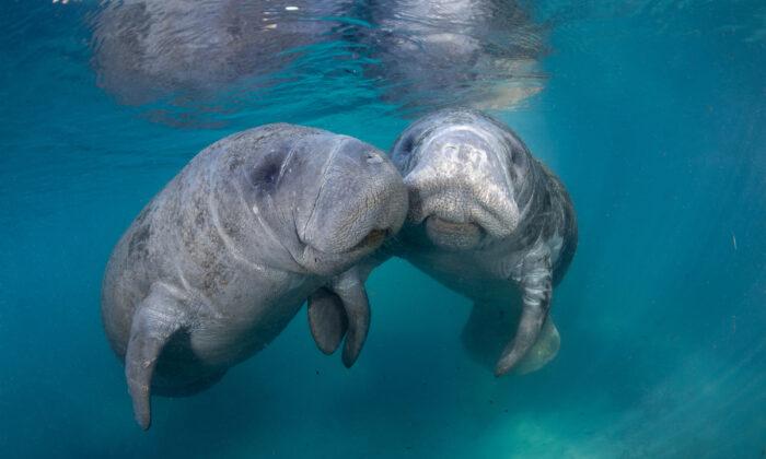 On the coldest winter days, upwards of 700 manatees can be found basking in the warm waters of natural springs around Crystal River near Florida’s Gulf Coast. (Carol Grant/Visit Florida/TNS)