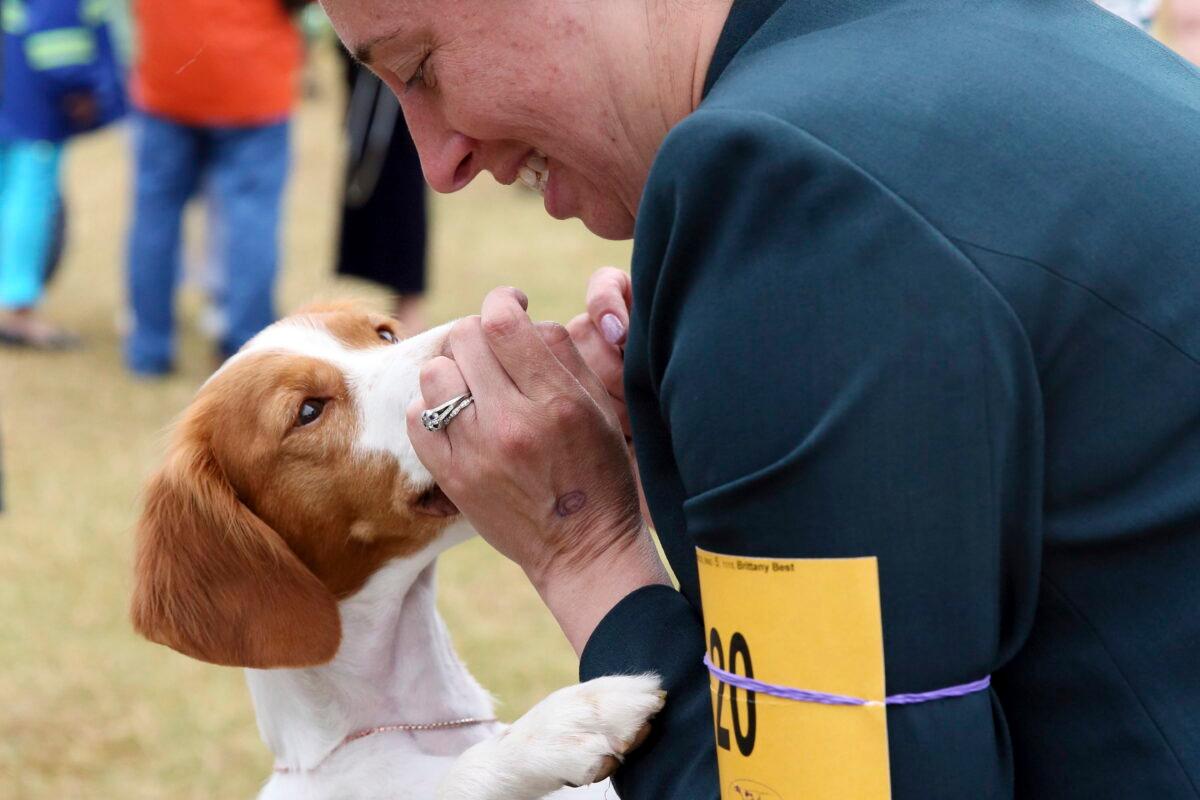 Bonnie, a Brittany, plays with owner and handler Dr. Jessica Sielawa, of Syracuse, N.Y., after competing at the Westminster Kennel Club Dog Show in Tarrytown, N.Y., on June 22, 2022. (Jennifer Peltz/AP Photo)