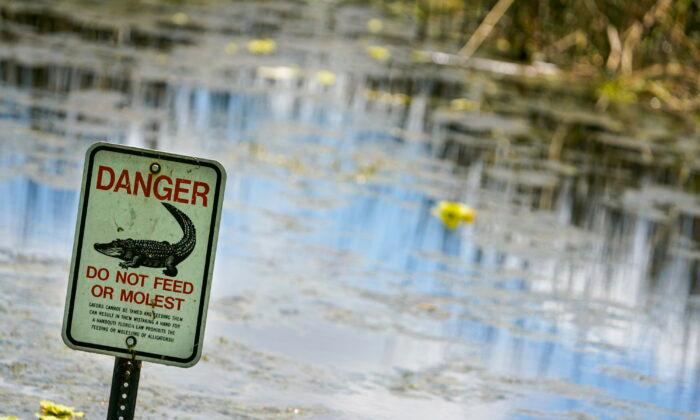 Elderly Florida Woman Attacked and Killed by Two Alligators