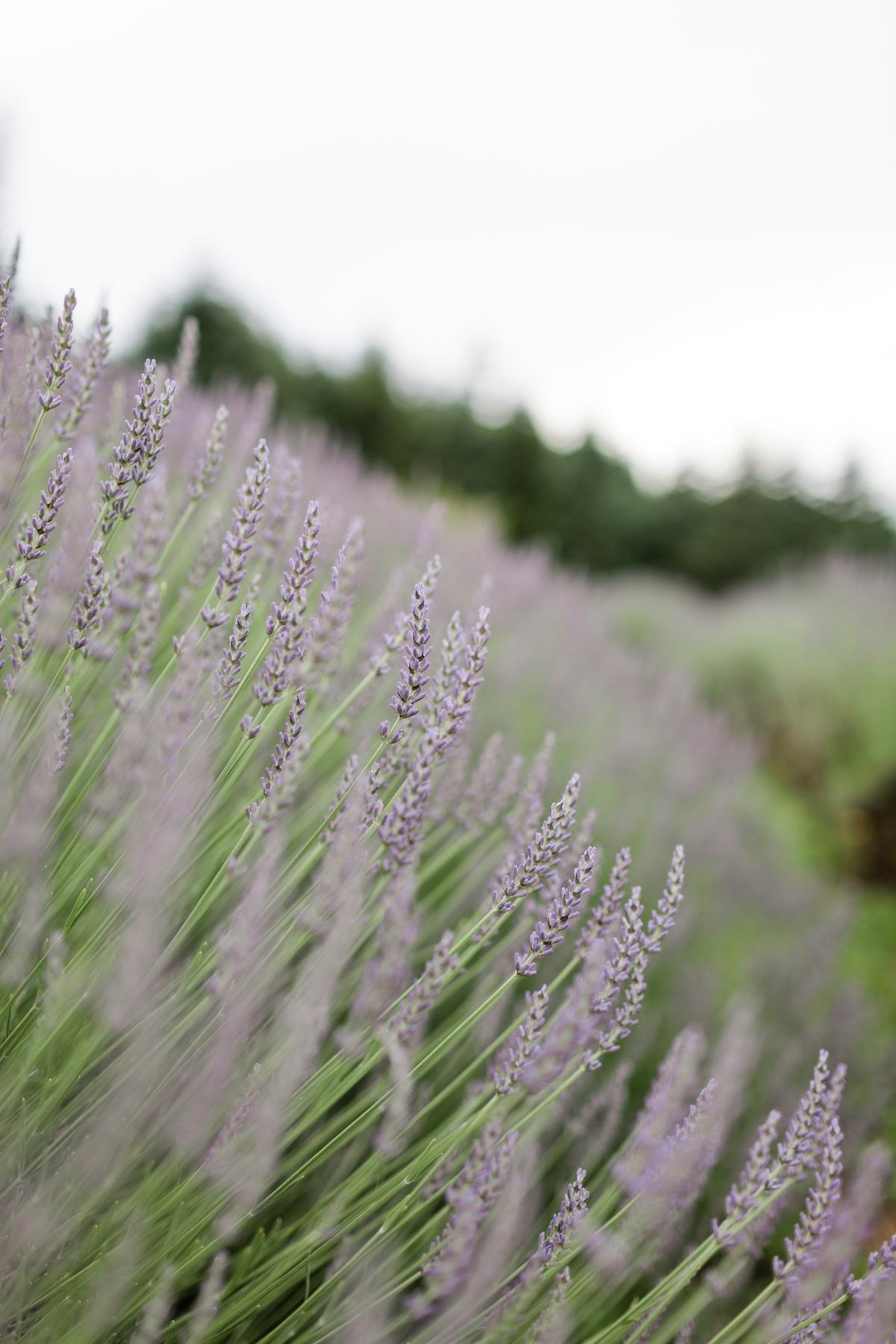 Thompson has grown her lavender farm from 20 plants to now 450, and has plans to purchase a new farm with thousands more. (Courtesy of Evernew Photography)
