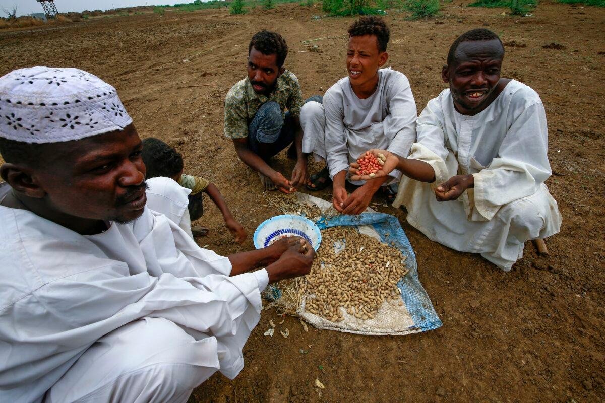 Sudanese farmers snack on peanuts harvested on a farm in Ardashiva village in Sudan's east-central al-Jazirah state, 70 km south of the capital, on Aug. 8, 2020. (Ashraf Shazly/AFP via Getty Images)