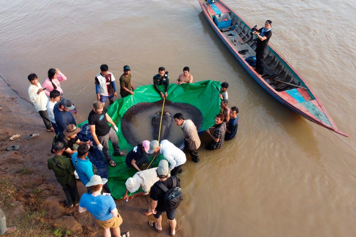 A team of Cambodian and American scientists and researchers, along with Fisheries Administration officials, measure the length of a giant freshwater stingray from snout to tail before being released back into the Mekong River in the northeastern province of Stung Treng, Cambodia, on June 14, 2022. (Sinsamout Ounboundisane/FISHBIO via AP)