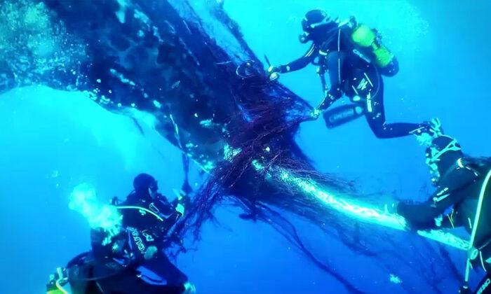 VIDEO: Divers Spot Humpback Whale Trapped in Driftnet, Cut Her Free — and Then She Says ‘Thank You’