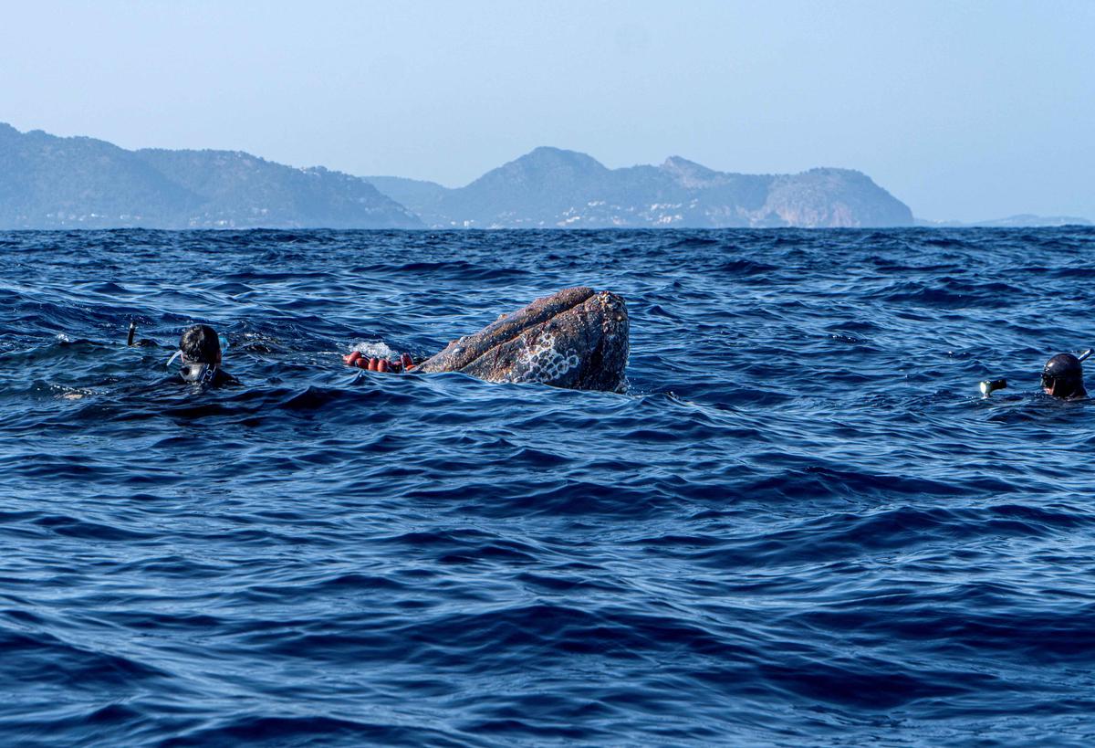 Spanish divers try to cut a drift net off a 12-meter-long humpback whale that got entangled in it near Cala Millor beach in the Balearic island of Mallorca, Spain, on May 20, 2022. (Reuters/NGO Xaloc/Hector Gago)