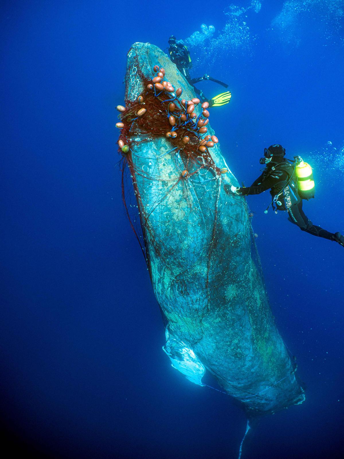 Spanish divers attempt to cut a drift net off a 12-meter-long humpback whale that got entangled in it near Cala Millor beach in the Balearic island of Mallorca, Spain, on May 20, 2022. (Reuters/Pedrosub)