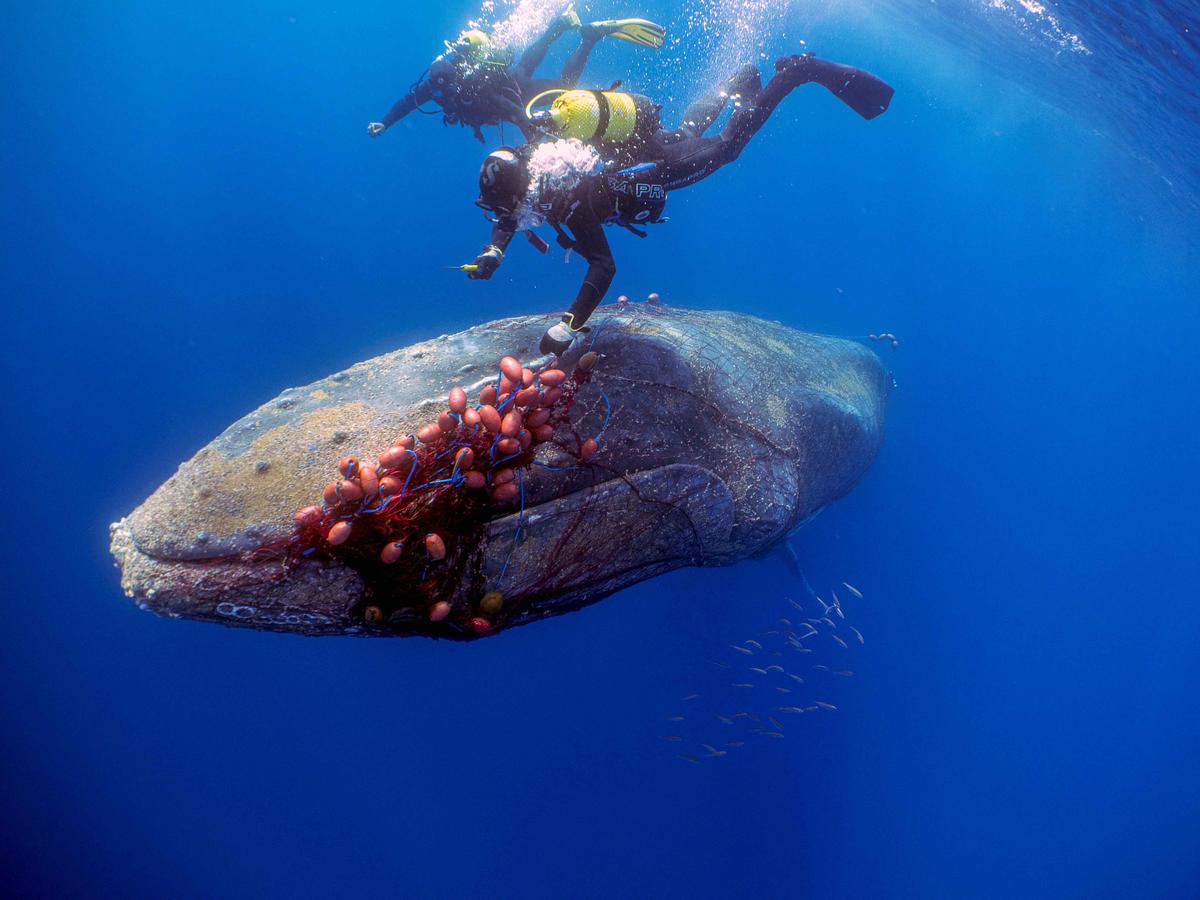 Spanish divers seen from underwater, trying to cut a drift net off a 12-meter-long humpback whale that got entangled in it near Cala Millor beach in the Balearic island of Mallorca, Spain, on May 20, 2022. (Reuters/Pedrosub)