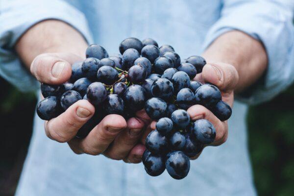 Grapes contain abundant polyphenols. (Maja Petric/Unsplash)