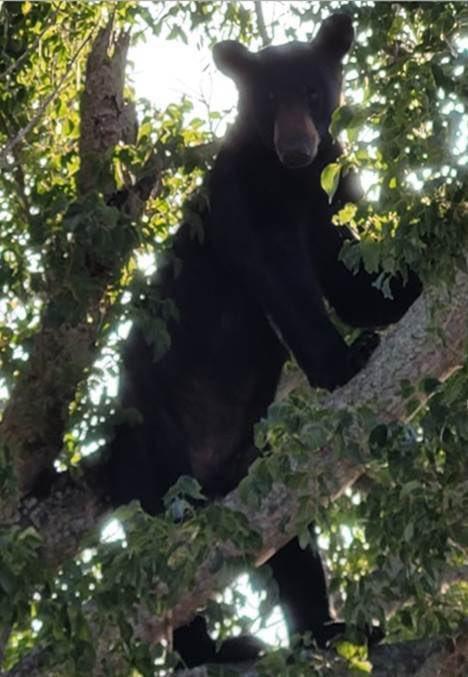 A 6-foot, 300-pound black bear was shot and killed by Palm Beach County Deputies on June 18, 2022 (Courtesy, Palm Beach County Sheriff's Office)