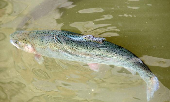 California to Euthanize 350,000 Rainbow Trout After Bacterial Outbreak