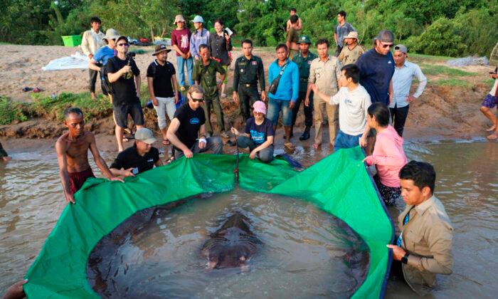 Cambodian Catches World’s Largest Recorded Freshwater Fish