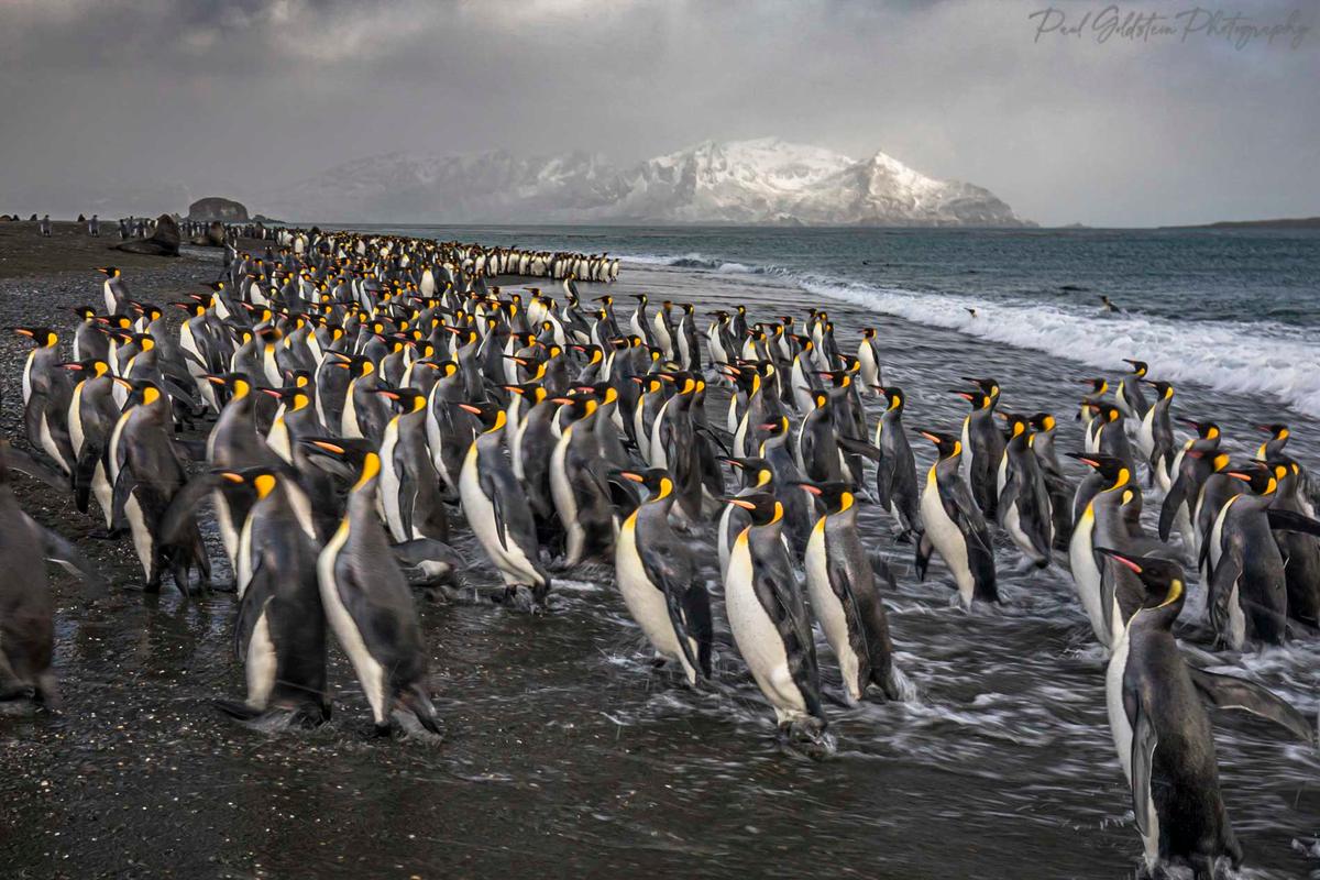 King penguins on the remote island of South Georgia. (Courtesy of <a href="https://www.instagram.com/paulsgoldstein/">Paul Goldstein</a>)
