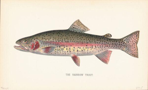  Color prints of fish species: the Rainbow Trout. (Kean Collection/Archive Photos/Getty Images)