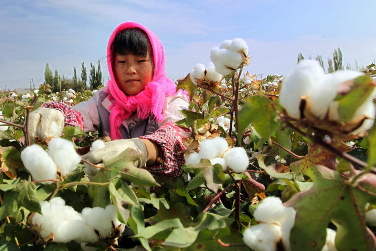 A Chinese farmer is picking cotton in the fields during the harvest season in Hami, in northwest China’s Xinjiang region, on Sept. 20, 2015. (STR/AFP via Getty Images)