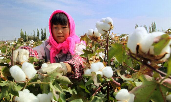 A person picking cotton in China's Xinjiang region on Sept. 20, 2015. (STR/AFP via Getty Images)