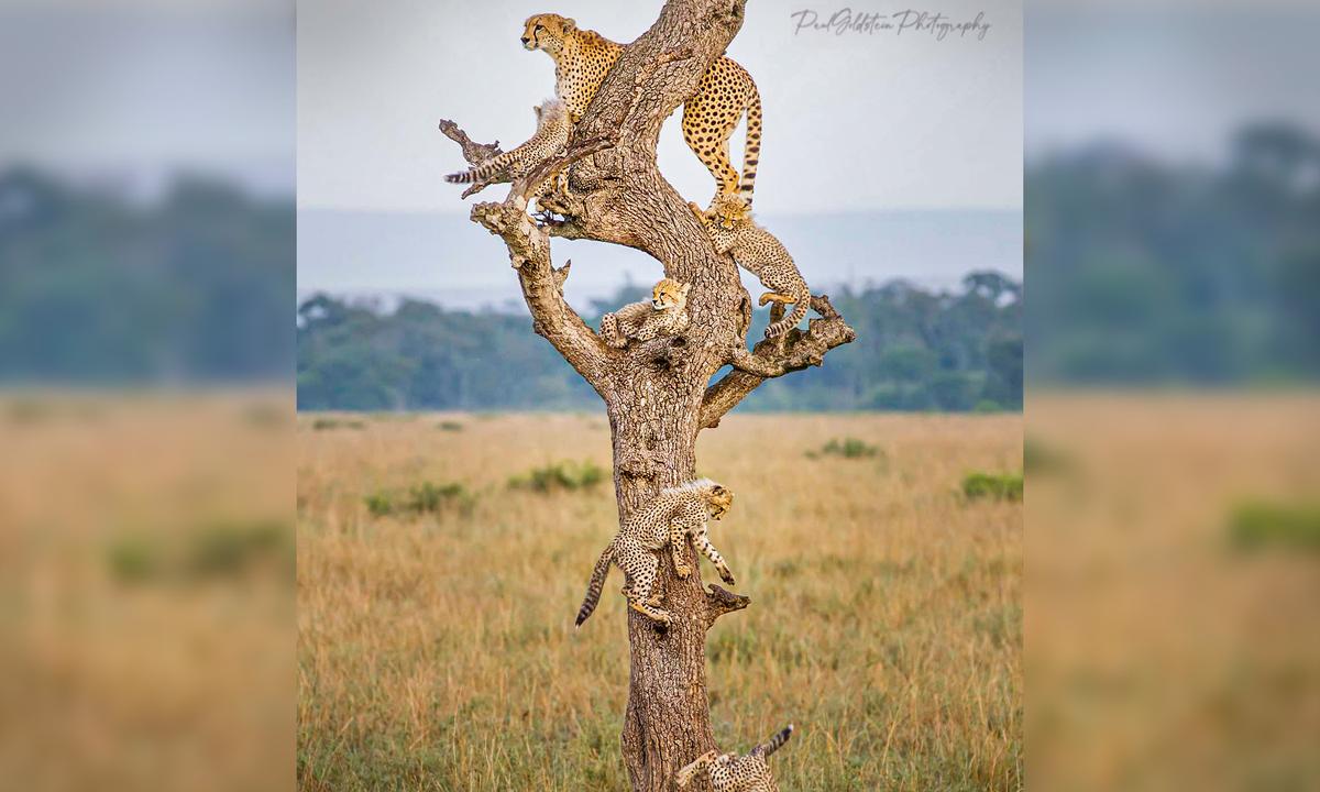 Photographer Captures 'Nanosecond' Instant Entire Cheetah Family Together in Same Tree, Other Ultra-Rare Moments
