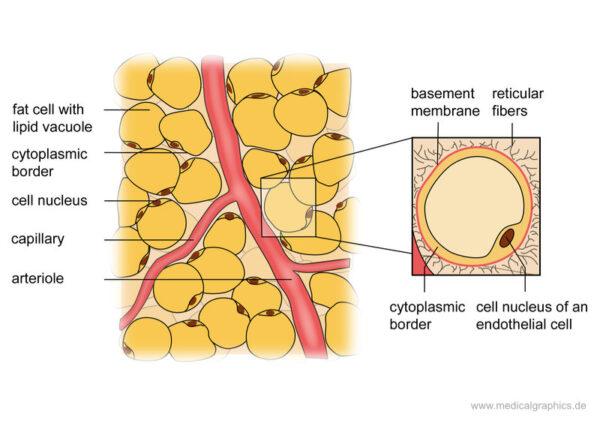 Anatomical structure of fat cells. [2] (MedicalGraphics)