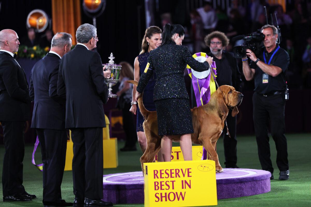 Trumpet the Bloodhound sits in the winners circle after winning Best in Show at the annual Westminster Kennel Club dog show at the Lyndhurst Estate in Tarrytown, N.Y., on June 22, 2022. (Michael M. Santiago/Getty Images)