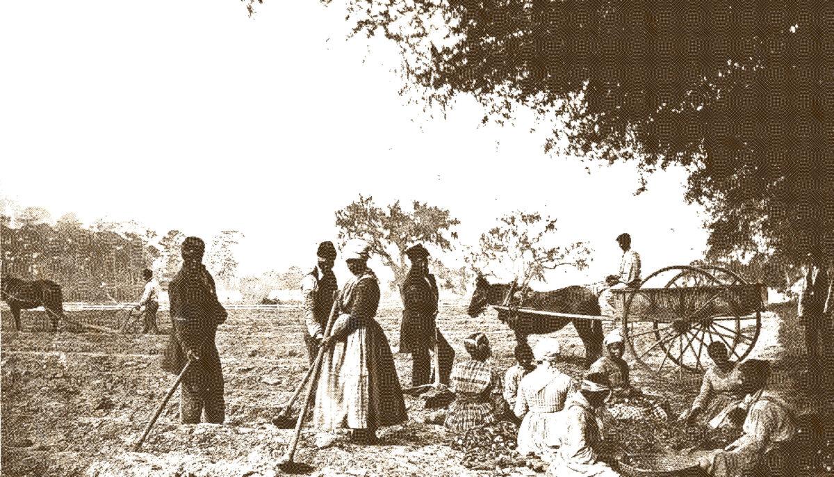 Slaves plant sweet potatoes on the Cassina Point Plantation in South Carolina in 1862. (Library of Congress)