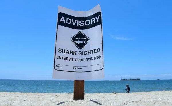 Warning signs for shark sightings remain in Long Beach, Calif., on May 16, 2017. (Frederic J. Brown/AFP via Getty Images)