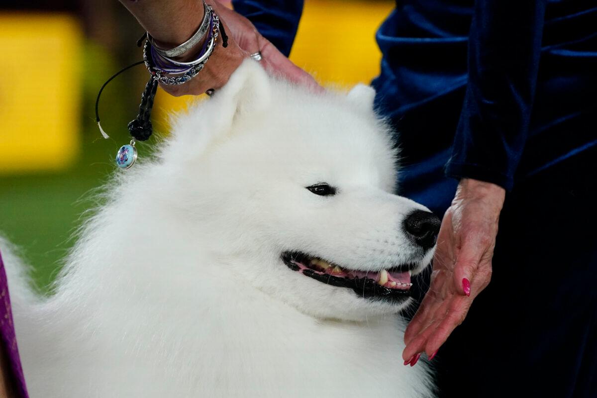 Striker, a Samoyed, competes in the working group at the 146th Westminster Kennel Club Dog Show in Tarrytown, N.Y., on June 22, 2022. (Frank Franklin II/AP Photo)