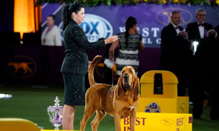 Preview of Westminster Kennel Club Dog Show