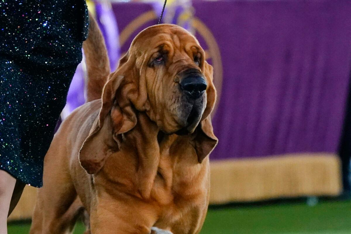 Trumpet, a bloodhound, competes for best in show at the 146th Westminster Kennel Club Dog Show in Tarrytown, N.Y., on June 22, 2022. (Frank Franklin II/AP Photo)