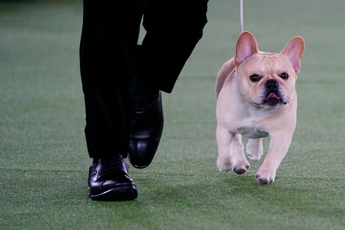 Winston, a French bulldog, competes for Best in Show at the 146th Westminster Kennel Club Dog Show, in Tarrytown, N.Y., on June 22, 2022. (Frank Franklin II/AP Photo)