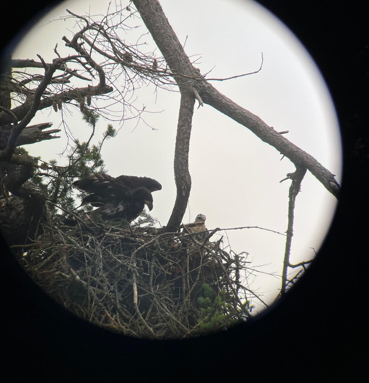 The hawklet with its much larger bald eaglet sibling. (Courtesy of <a href="https://www.facebook.com/GROWLSOFGABRIOLA/">Pam McCartney, Growls</a>)