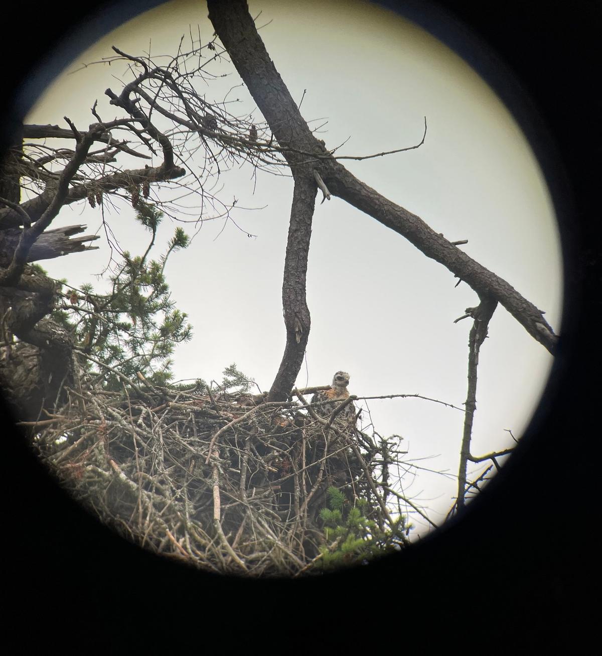 A baby red-tailed hawklet in a bald eagle's nest on Gabriola Island in B.C. (Courtesy of <a href="https://www.facebook.com/GROWLSOFGABRIOLA/">Pam McCartney, Growls</a>)