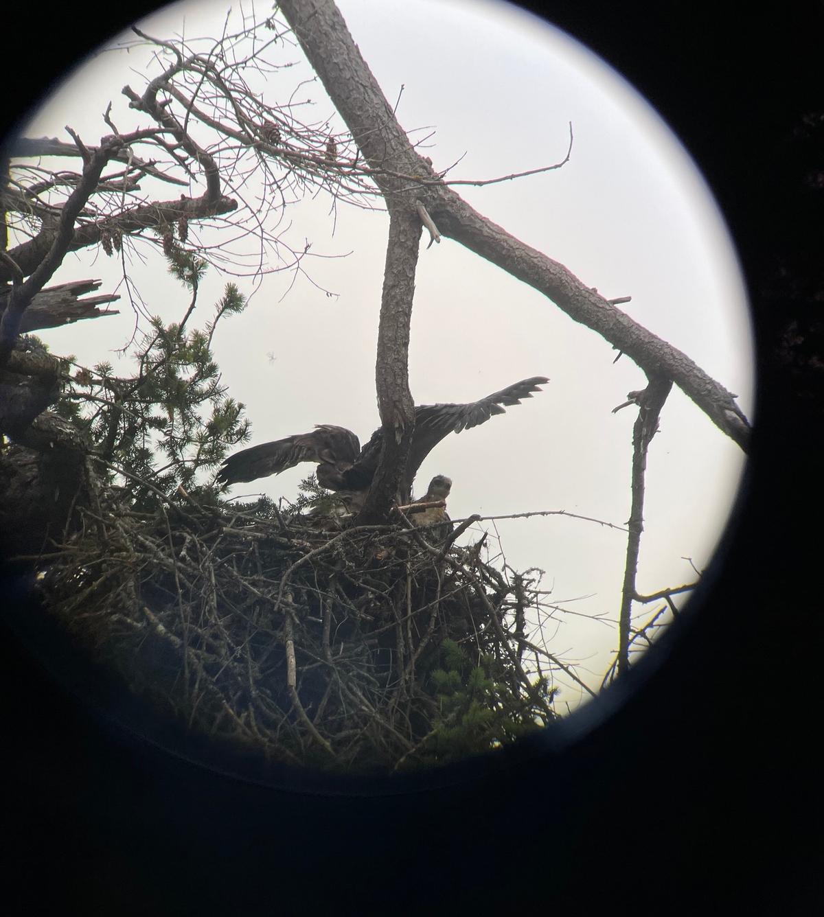 The eaglet stretches its wings while biding the day with its red-tailed hawklet sibling. (Courtesy of <a href="https://www.facebook.com/GROWLSOFGABRIOLA/">Pam McCartney, Growls</a>)