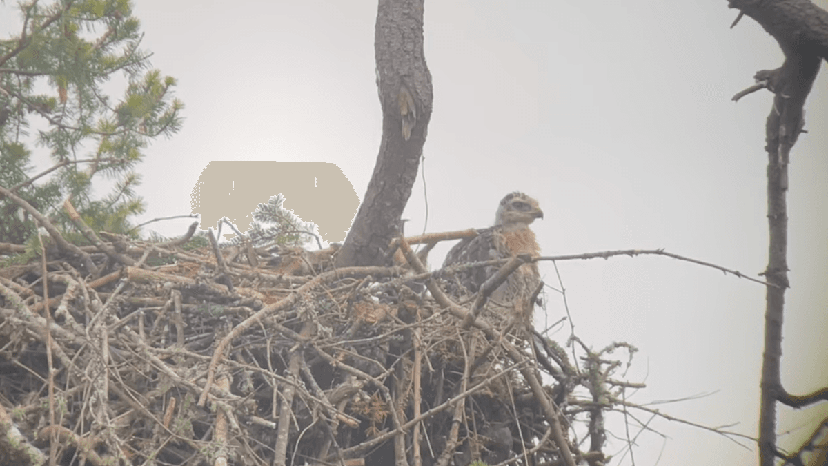 The hawklet is spotted in the eagles' nest. (Courtesy of <a href="https://www.facebook.com/GROWLSOFGABRIOLA/">Pam McCartney, Growls</a>)