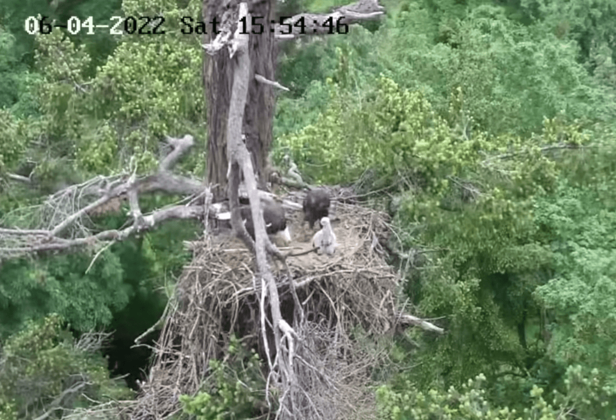 Dinnertime in the eagles' nest. (Courtesy of <a href="https://www.facebook.com/GROWLSOFGABRIOLA/">Pam McCartney, Growls</a>)