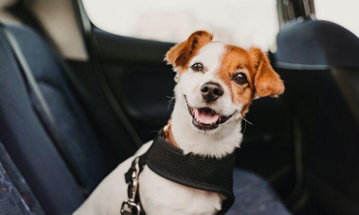 Traveling With Pets This Summer? Here’s What to Know to Keep Them Safe and Secure
