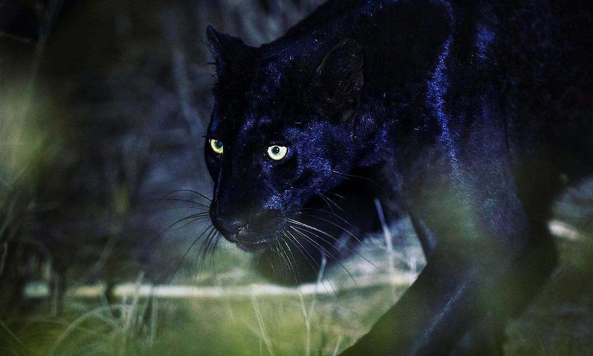 Photographer With Life Love of Black Leopards 'Left Speechless' by Their Majestic Beauty in the Wild