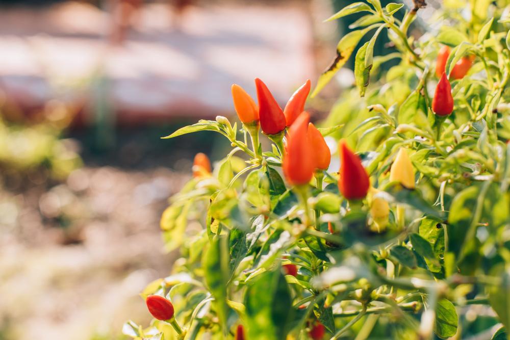 Vibrant peppers can add pops of color to your garden—and eventually, your table. (Hakan Tanak/Shutterstock)