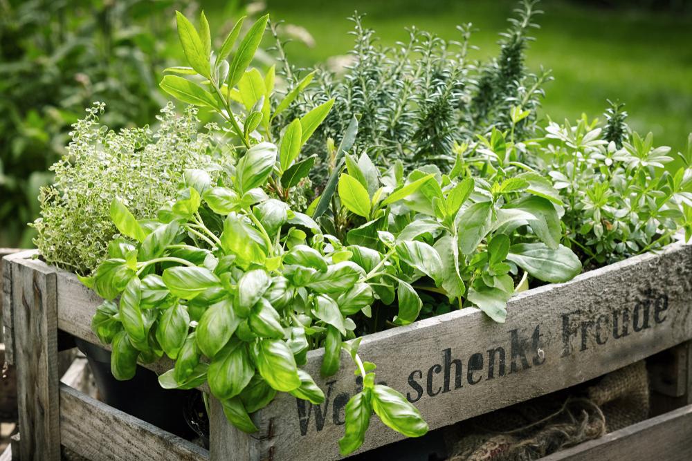 One of the easiest ways to start an edible garden is with culinary herbs. (stockcreations/Shutterstock)