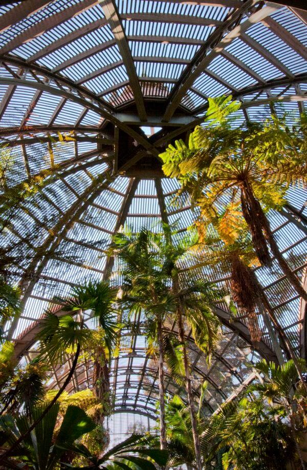 Palms expand into the 60-foot dome of Balboa Park’s famous Botanical Building. They flourish in the partial shade environment. (Jeff Perkin for American Essence)