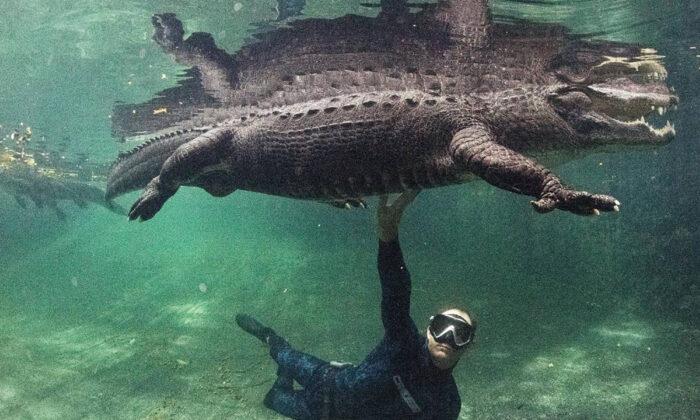 There’s a Place in Florida Where You Can Swim With Alligators and Not Get Eaten (Ideally)