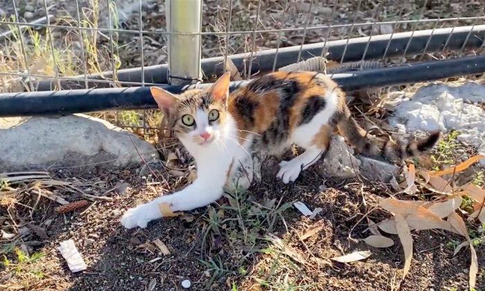 Man Rescues Terrified Stray Cat With a Broken Leg From the Streets, Now She’s Adopted and Is Thriving