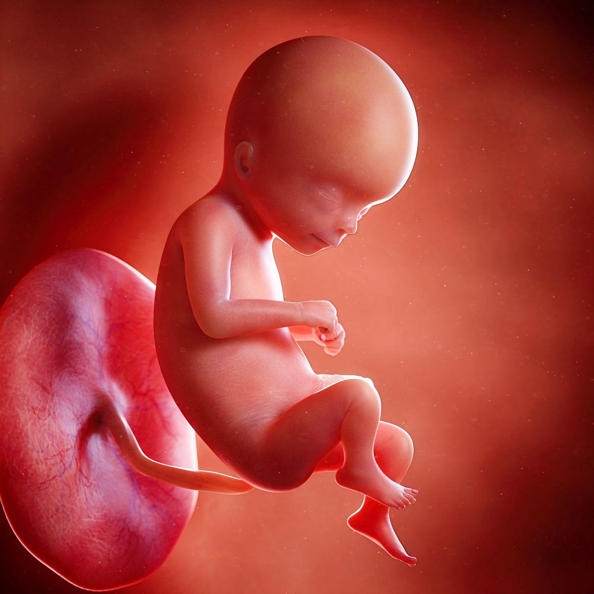 Legalisation of Abortion in South Australia to Come into Effect
