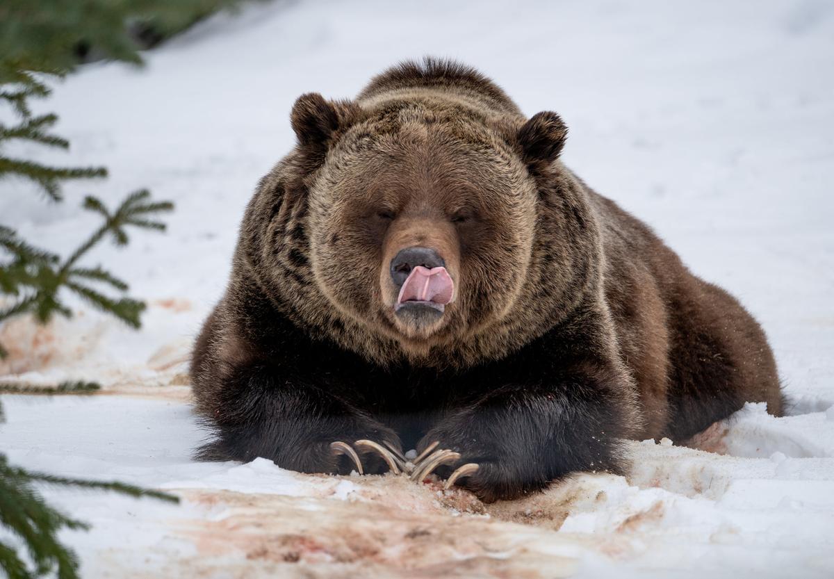 Boo's first big meal after waking up for hibernation. (Courtesy of <a href="https://kickinghorseresort.com/">Kicking Horse Grizzly Bear Refuge</a>)