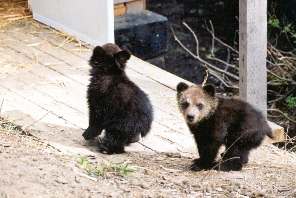 Boo and Cari as cubs. (Courtesy of <a href="https://kickinghorseresort.com/">Kicking Horse Grizzly Bear Refuge</a>)